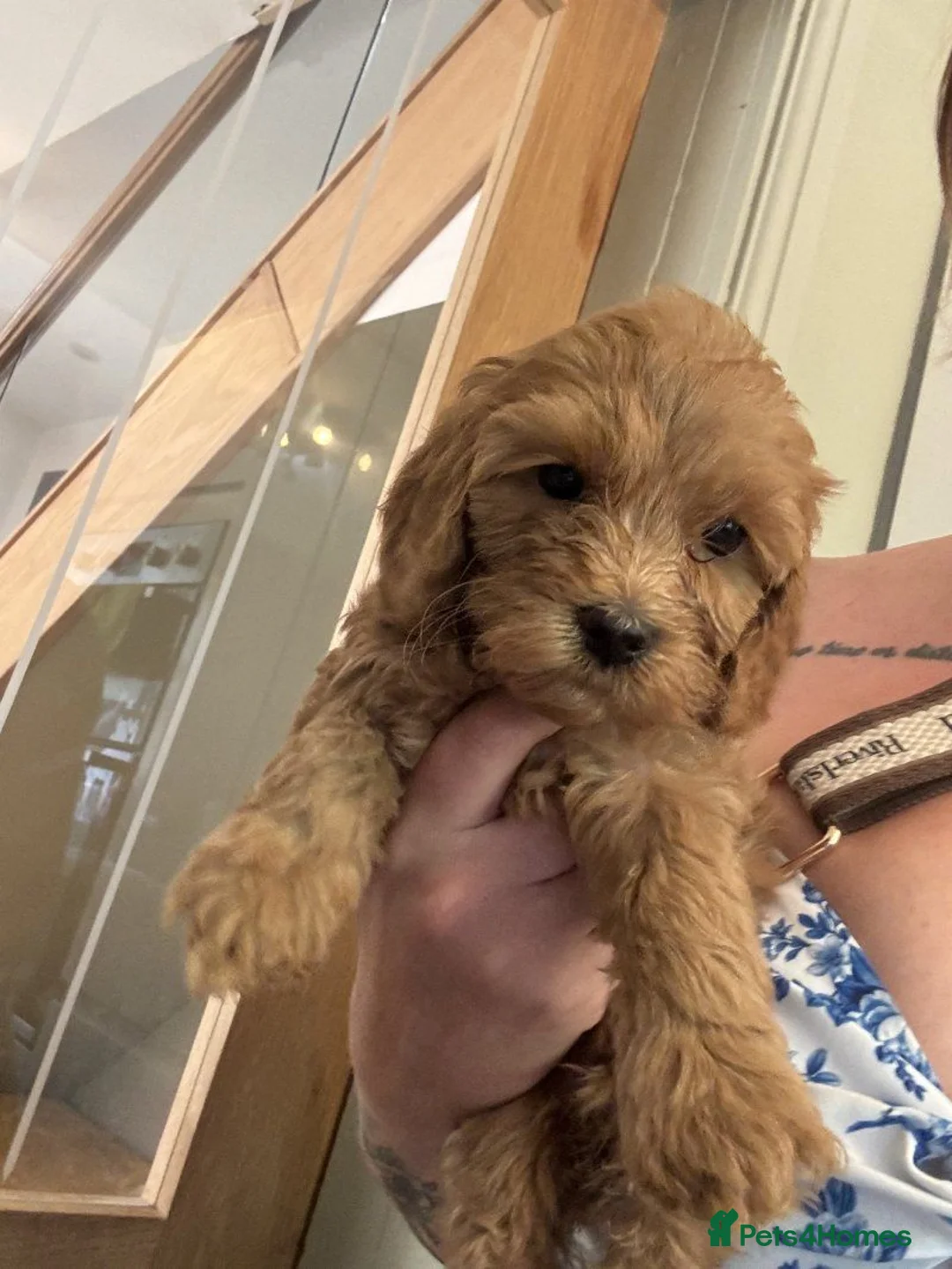 Cockapoo dogs for sale: Stunning F1B cockerpoo pups in Newcastle upon Tyne - Advert 1