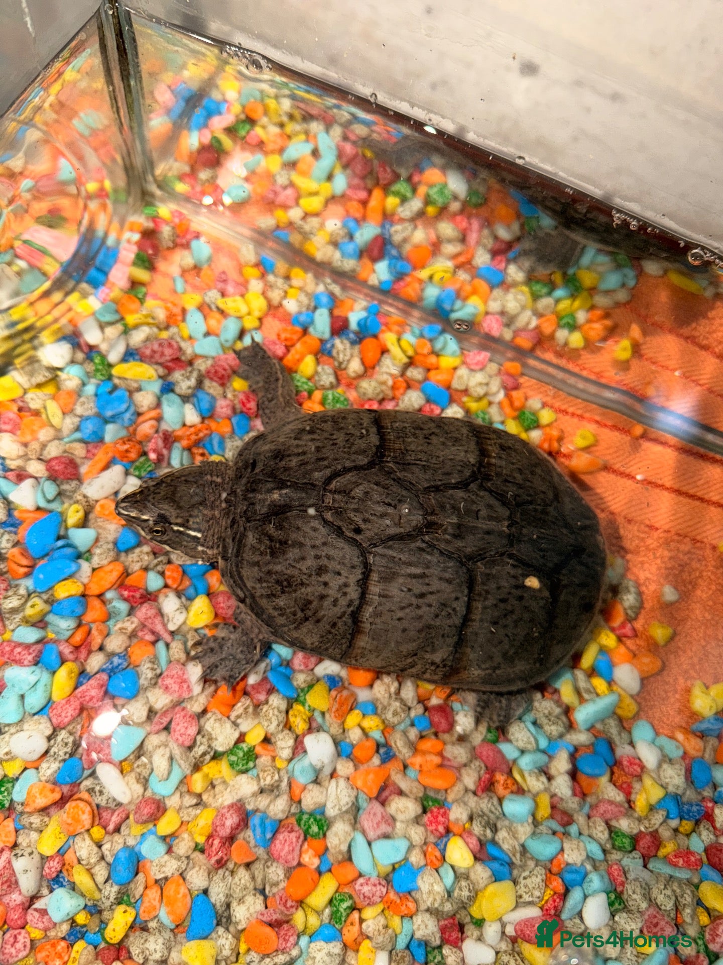Turtle reptiles Lily the turtle - Advert 2