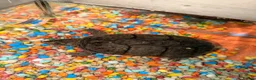Turtle reptiles for sale: Lily the turtle in Crawley - Advert 1