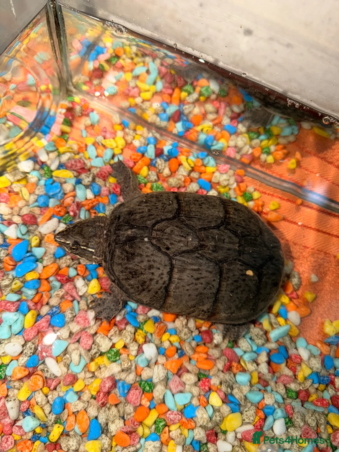 Turtle reptiles for sale: Lily the turtle in Crawley - Advert 1