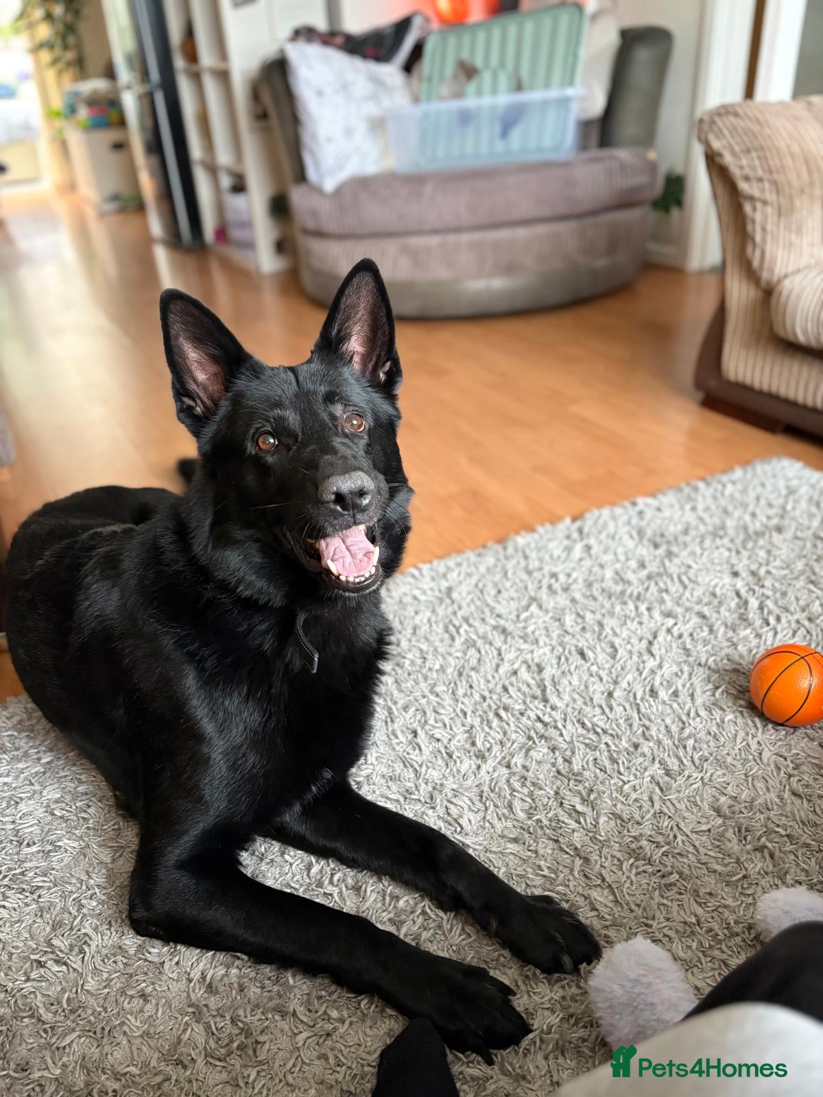 Mixed Breed dogs Family Dog needing to be rehomed - Advert 1