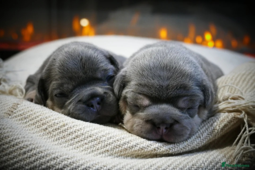 French Bulldog dogs for sale: 🔥 Exceptional Quality Puppies 🔥 - Advert 6