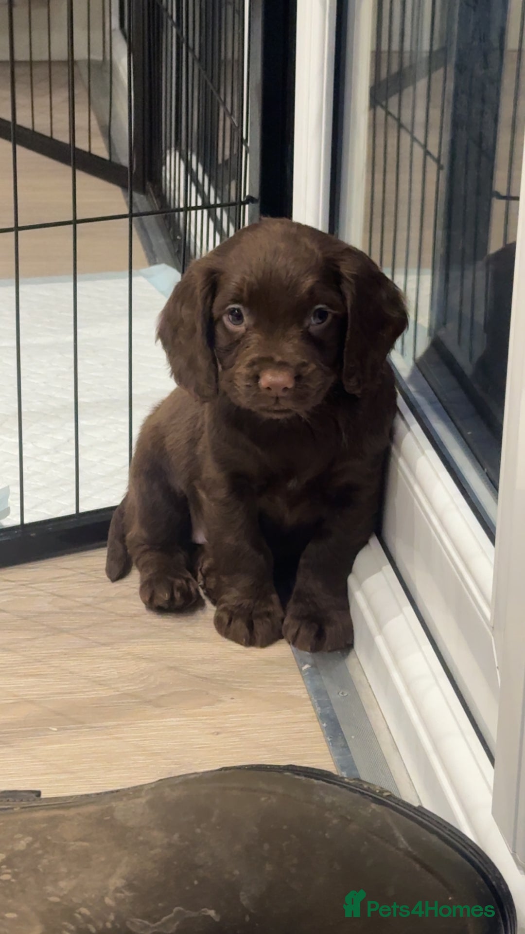 Cocker Spaniel dogs for sale: Pedigree health tested 5 generation pup available  - Advert 7