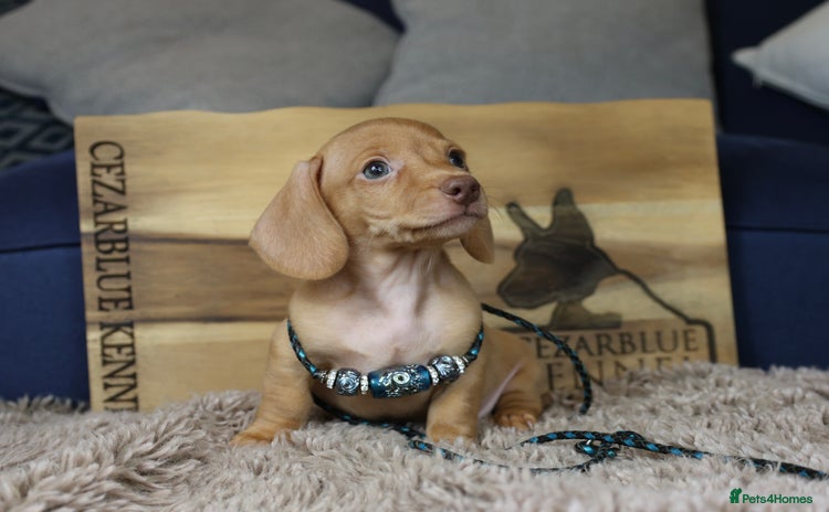 Miniature Dachshund dogs - Advert 16