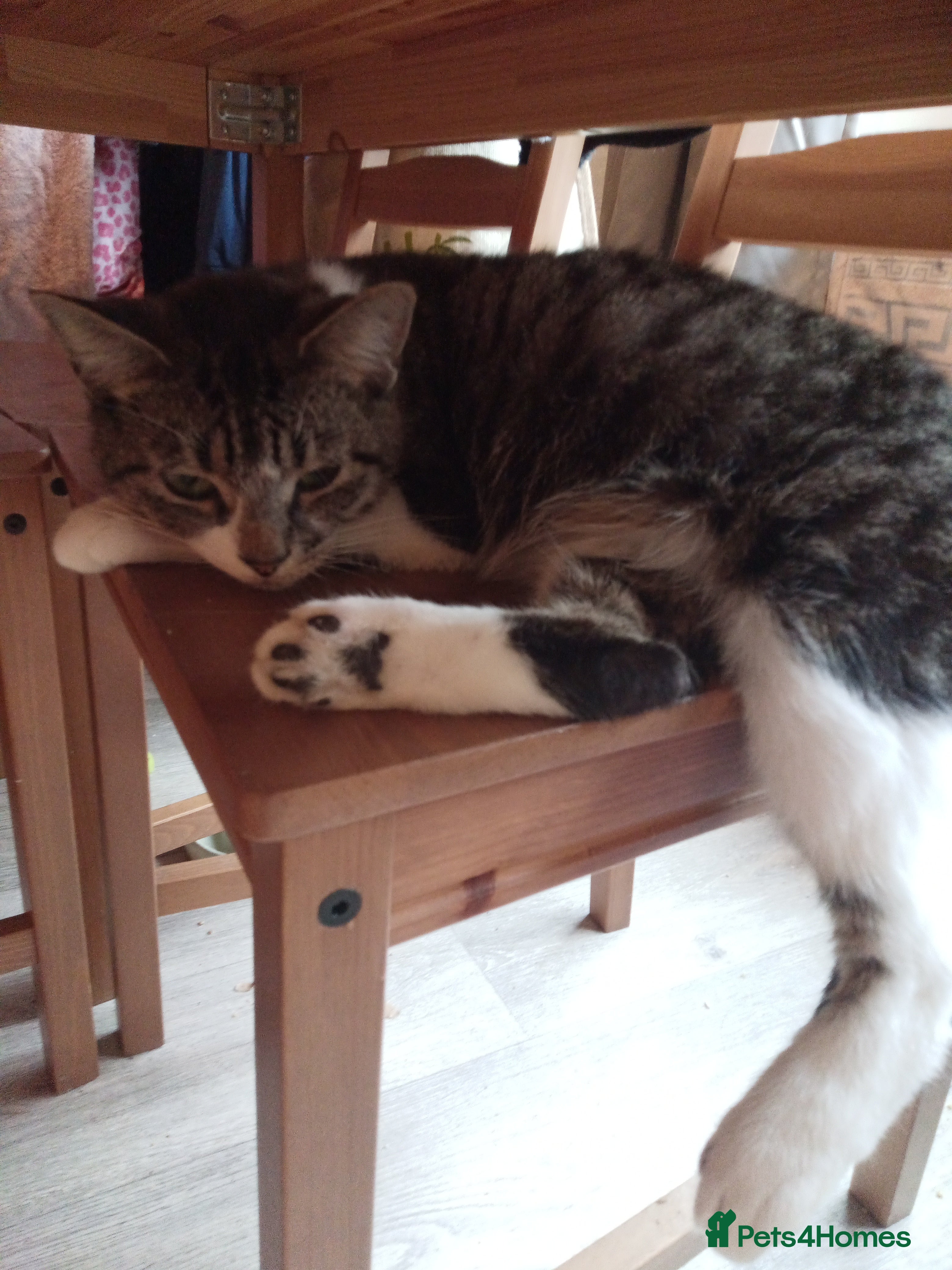 Mixed Breed cats Tabby Girl - Advert 1