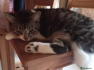 Mixed Breed cats Tabby Girl - Advert 1