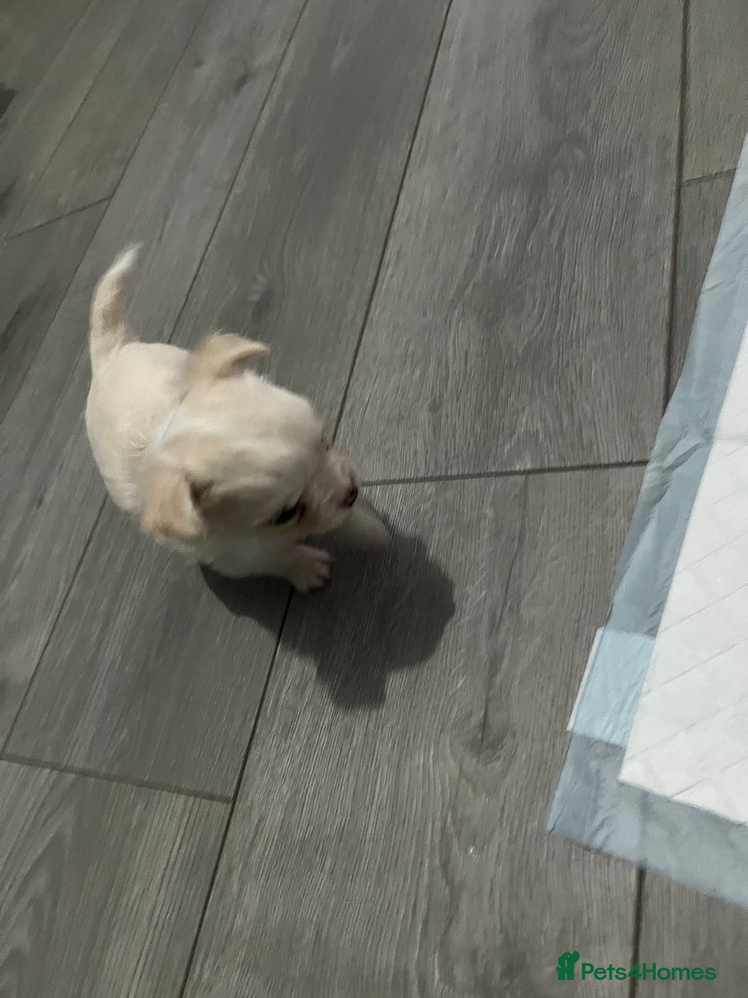 Chihuahua dogs for sale: Chihuahua boy - Advert 3