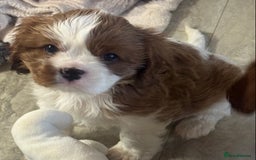 Cavalier King Charles Spaniel dogs for sale: Pedigree King Charles cavaliers - Image 6