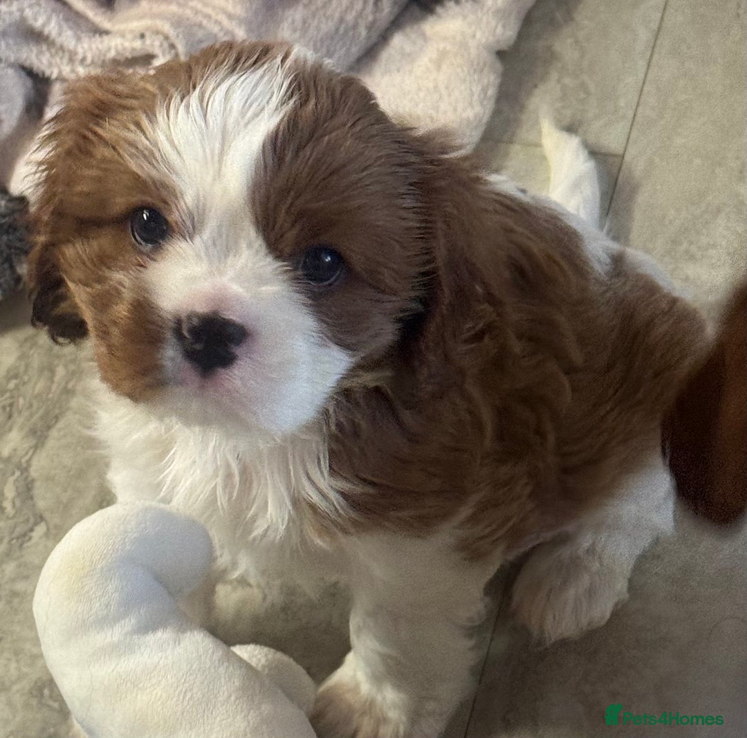 Cavalier King Charles Spaniel dogs for sale: Pedigree King Charles cavaliers - Image 6