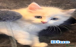 Ragdoll cats for sale: Beautiful Ragdoll Kittens GCCF registered  - Image 8