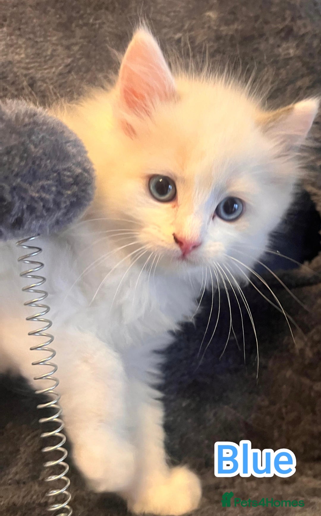 Ragdoll cats for sale: Beautiful Ragdoll Kittens GCCF registered  - Image 8