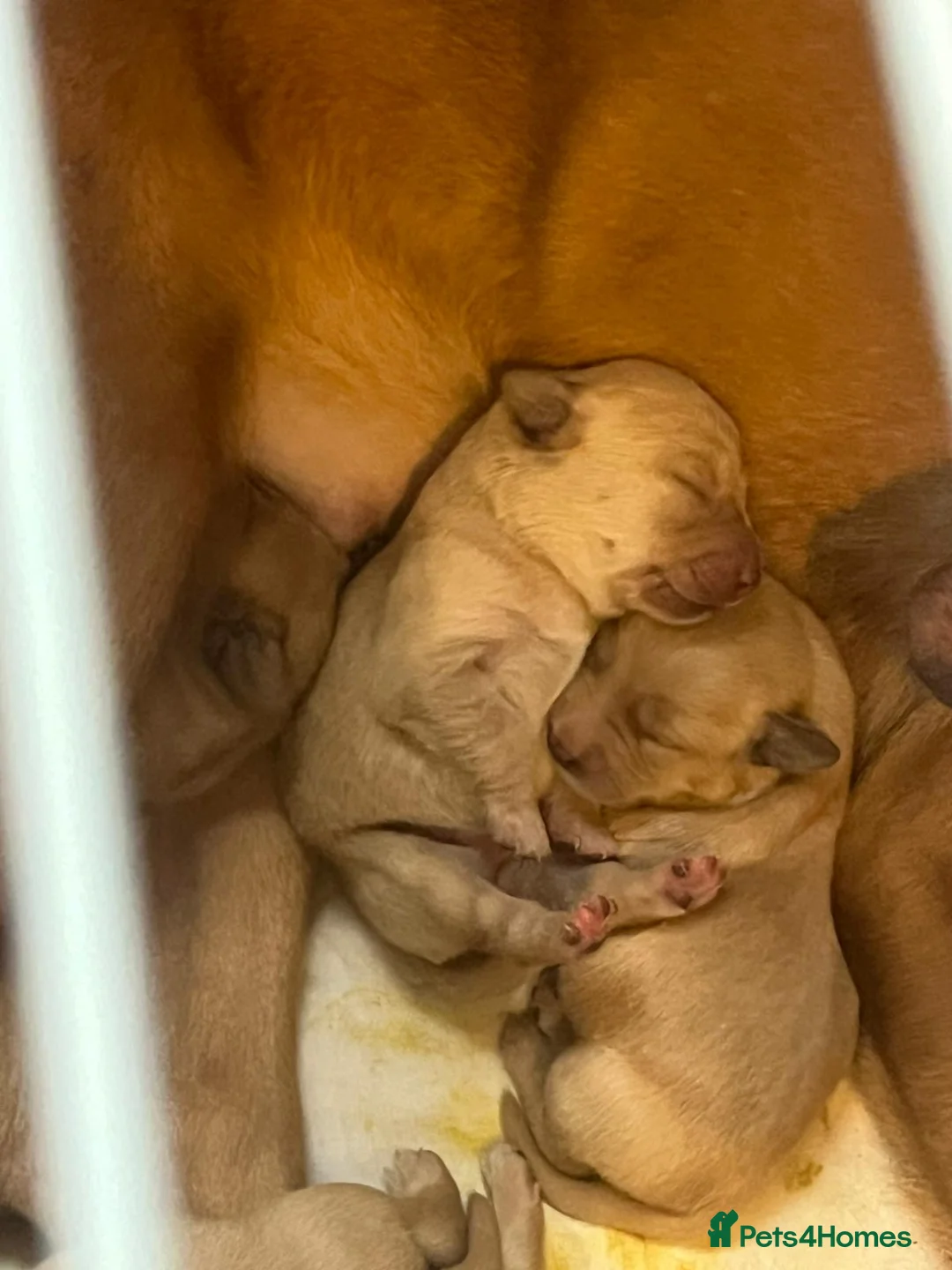 Labrador Retriever dogs for stud: 🍁Proven Fox Red Labrador for STUD 🍁 in Ibstock - Advert 6