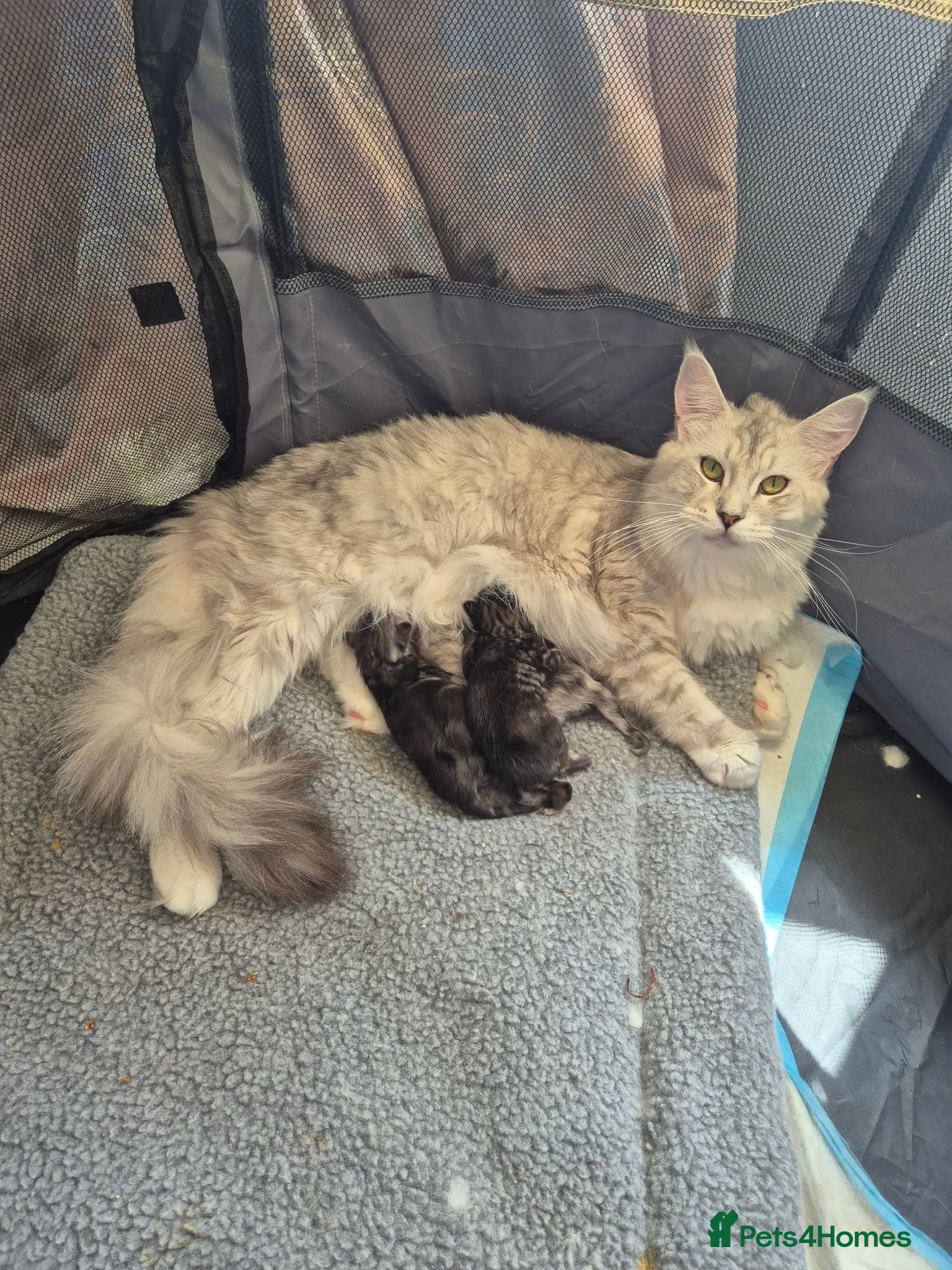 Maine Coon cats Amazing mainecoons. - Advert 1