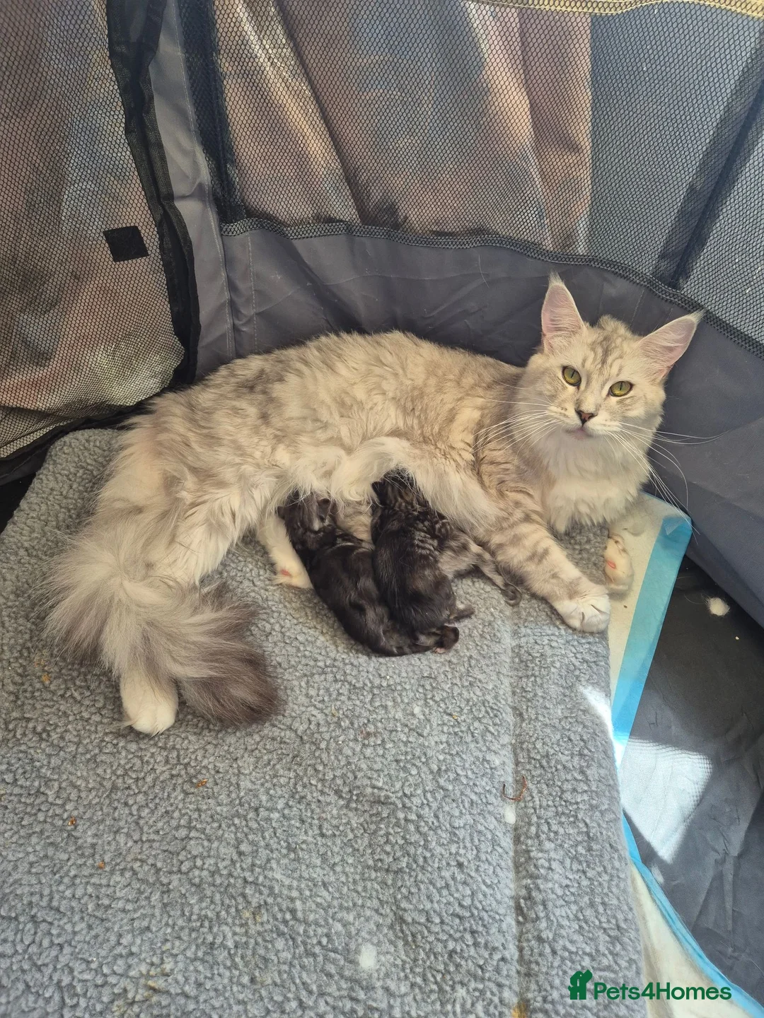 Maine Coon cats for sale: Amazing mainecoons. - Advert 1