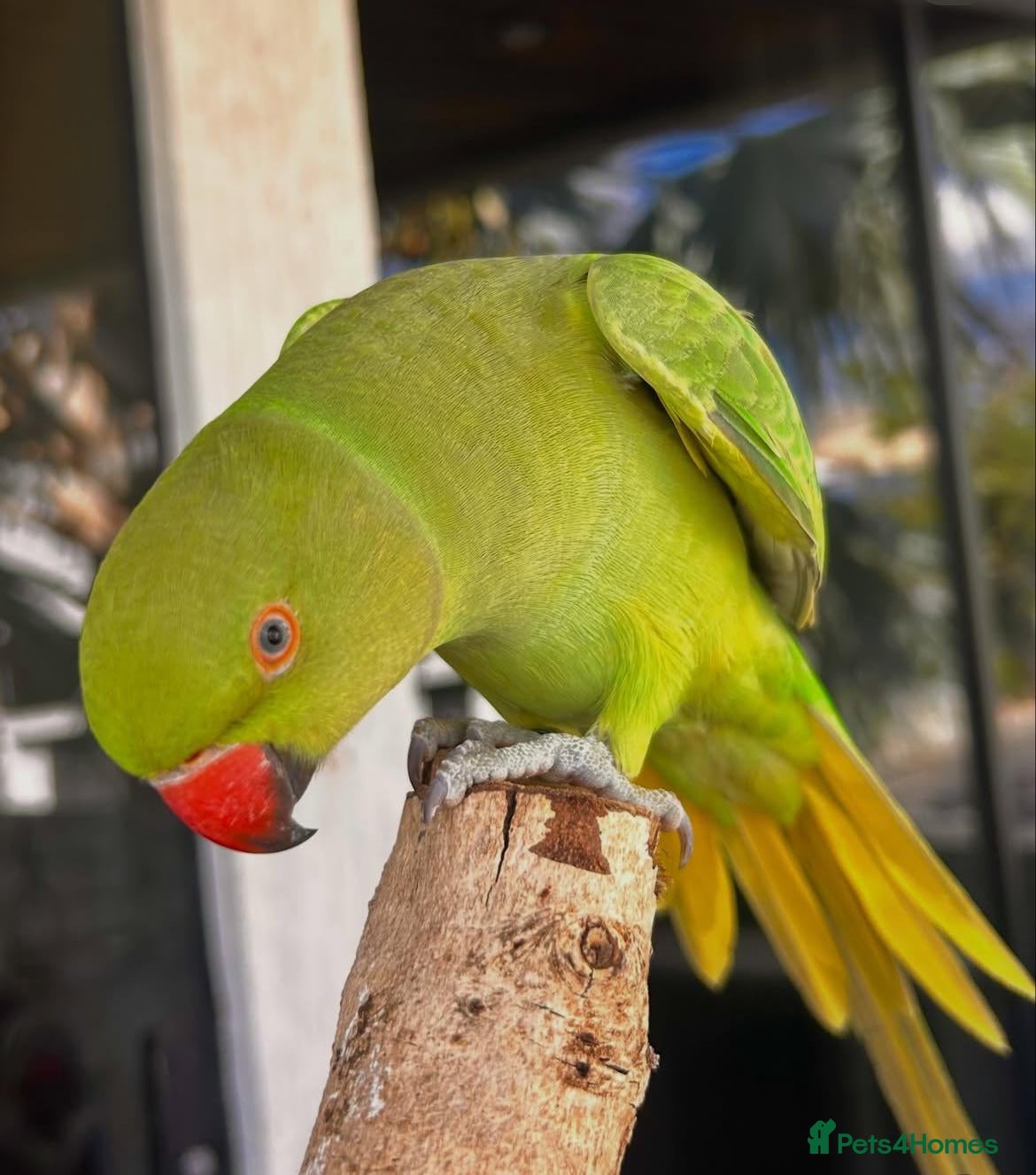 Parrots birds Ringneck parrot available  - Advert 3