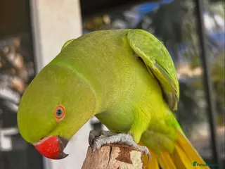 Parrots birds Ringneck parrot available - Advert 15
