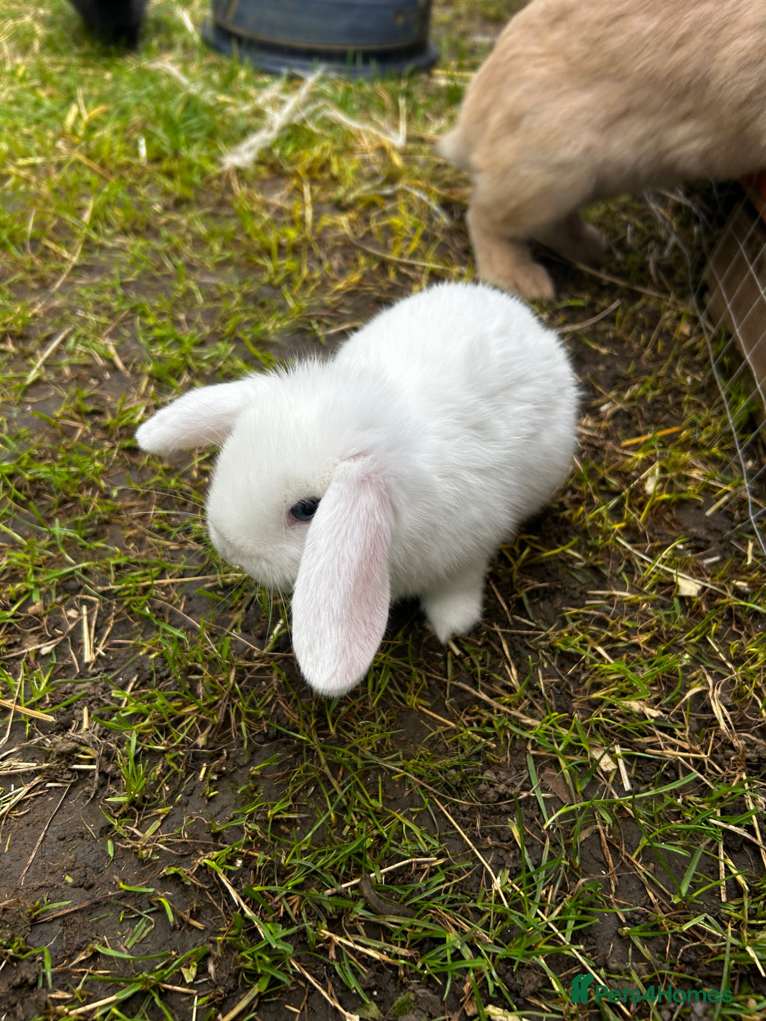 Mixed Breed rabbits Ready next weekend 3 boys left! Mini lop x  - Advert 1