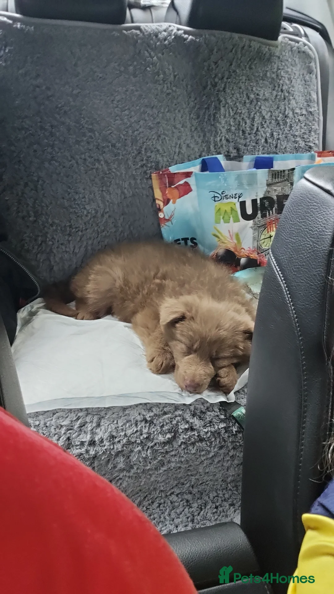 German Shepherd dogs for stud: Kc health tested solid isabella gsd in Bedford - Advert 16