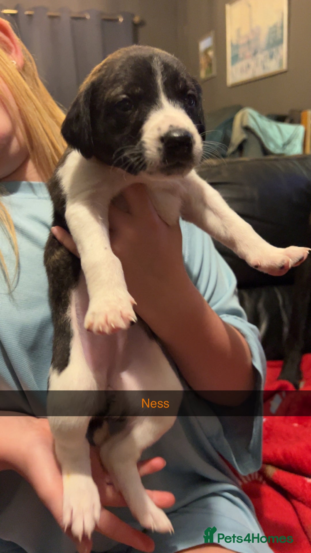 Lurcher dogs for sale: Lurcher pups  - Advert 4