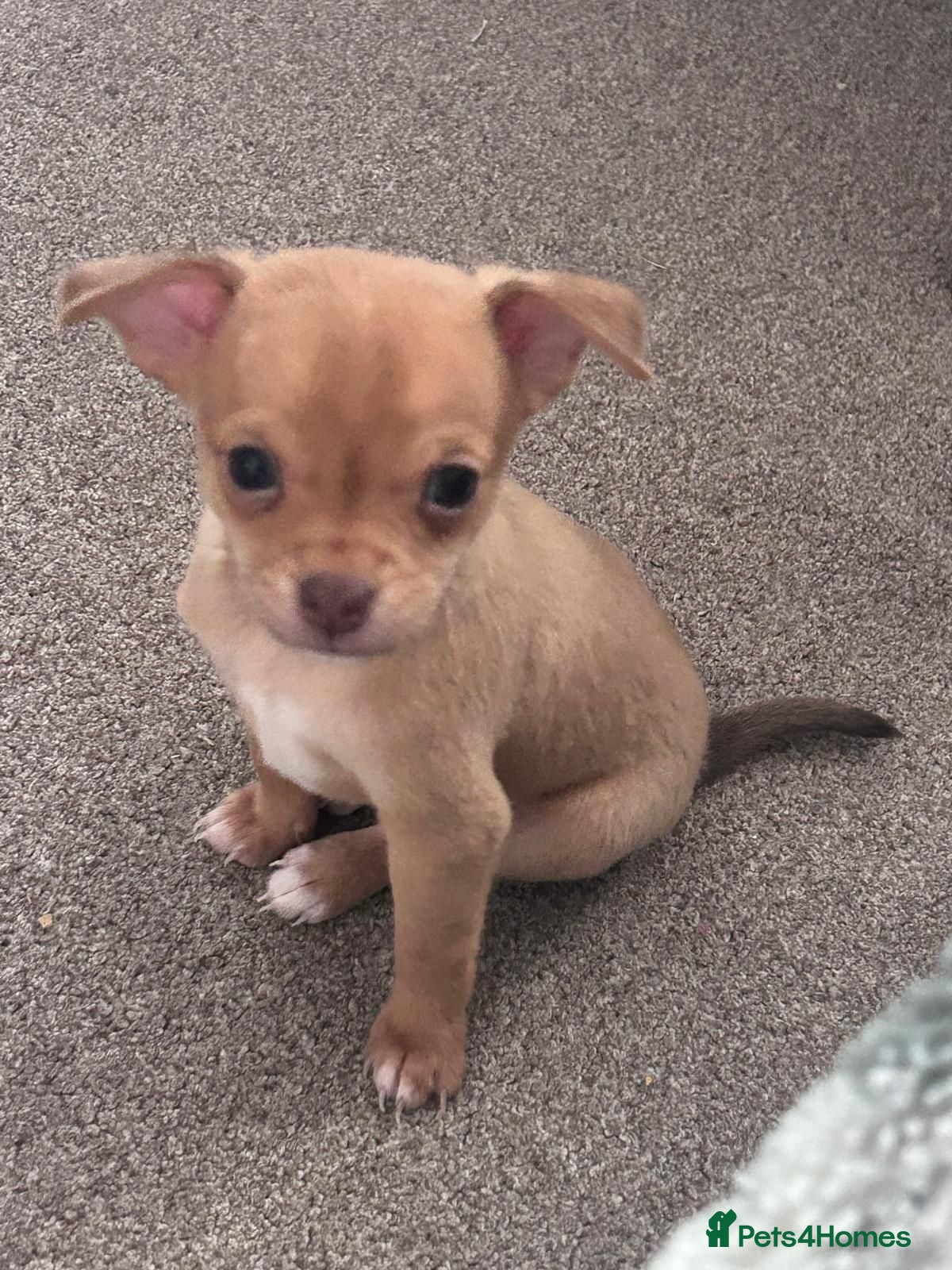 Chihuahua dogs Beautiful chihuahua puppies - Advert 7