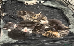 Domestic Shorthair cats for sale: Kittens - Image 1