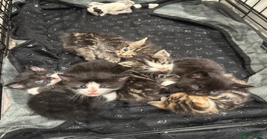 Domestic Shorthair cats - Advert 9