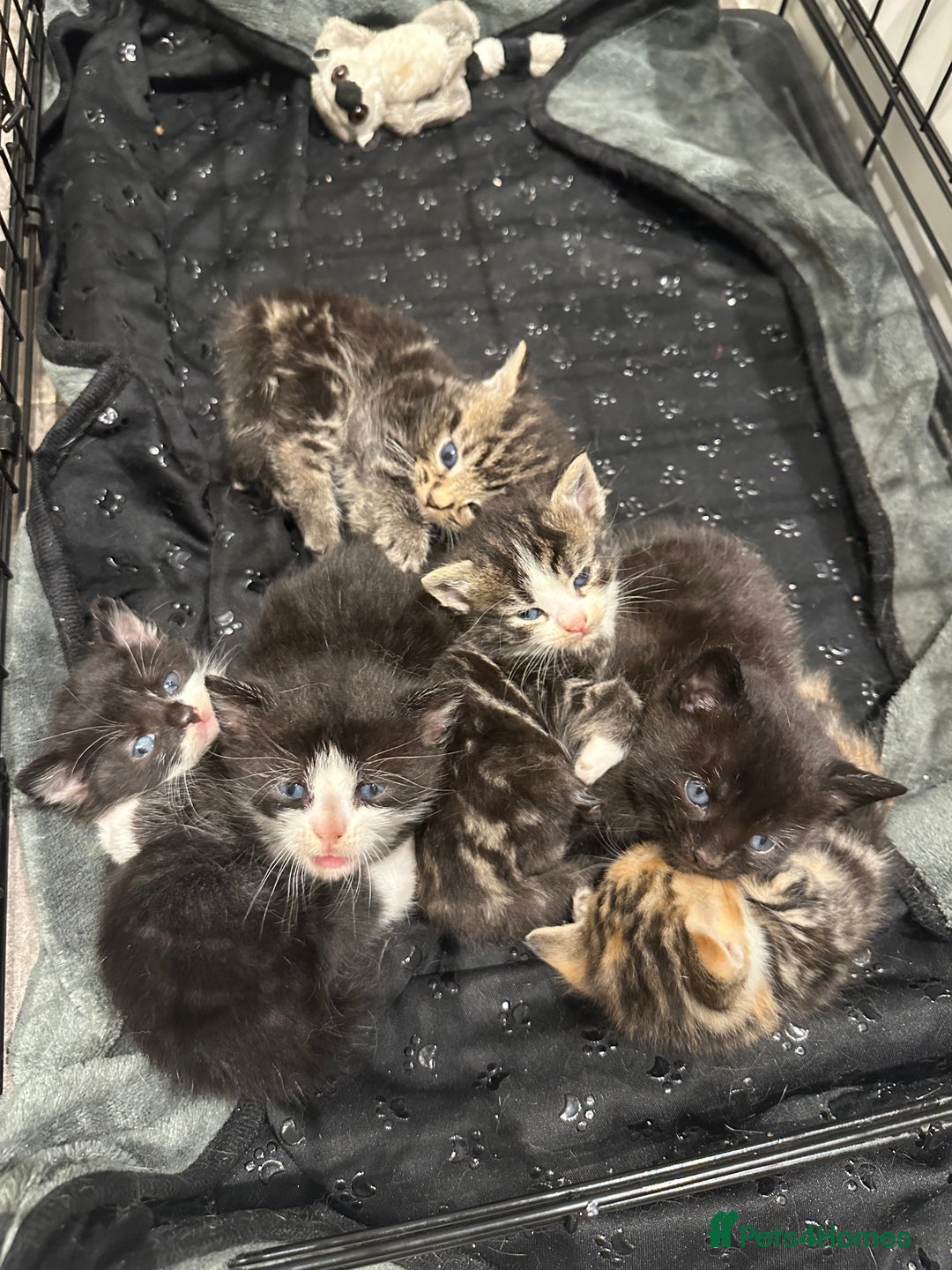 Domestic Shorthair cats for sale: Kittens - Image 1