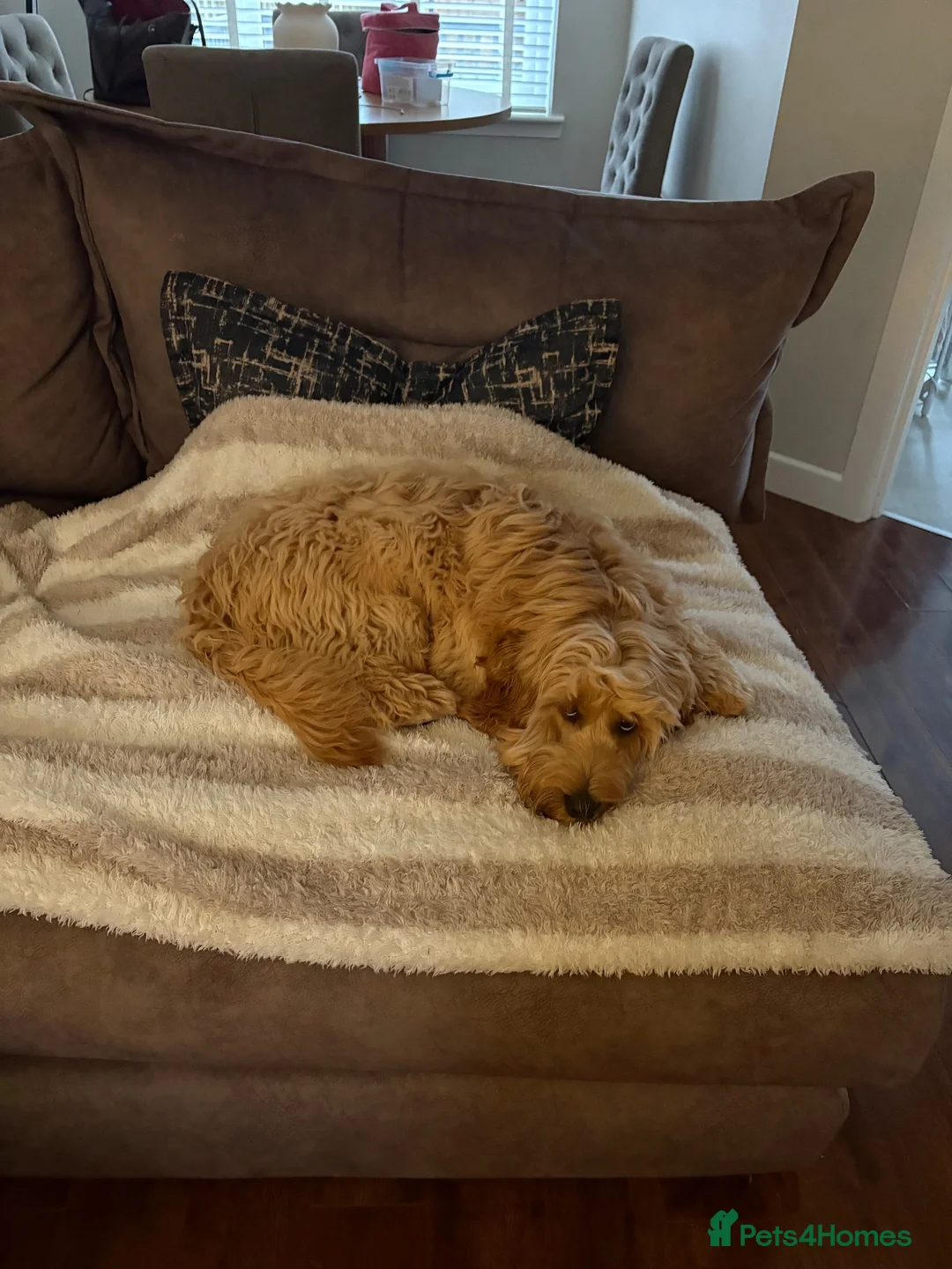 Cockapoo dogs for sale: Cockapoo puppy for sale  in Renfrew - Advert 3