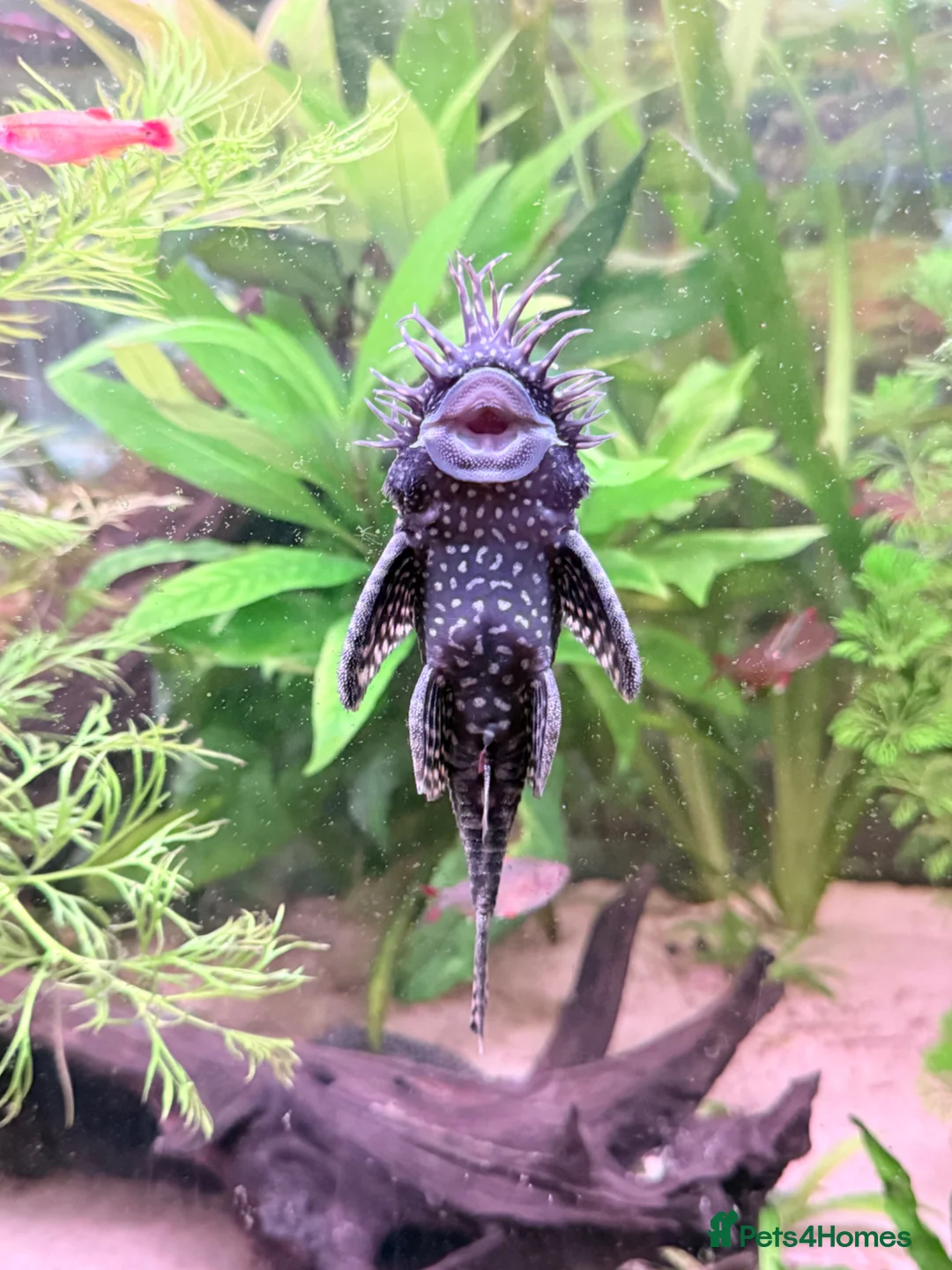 Plecos fish for sale: Common and albino bristlenose plecos - Advert 15