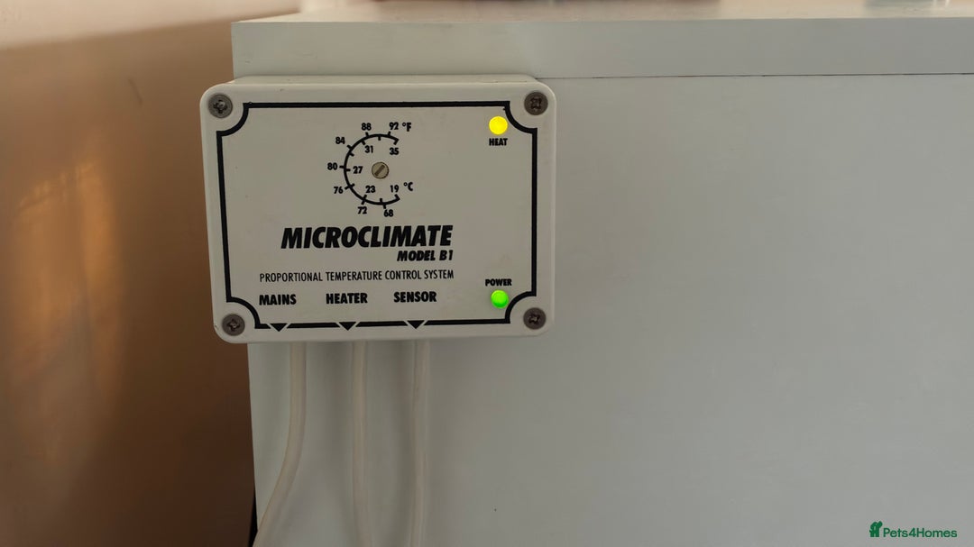 Bearded Dragon reptiles for sale: Beautiful Female bearded dragon with full set up  - Advert 28