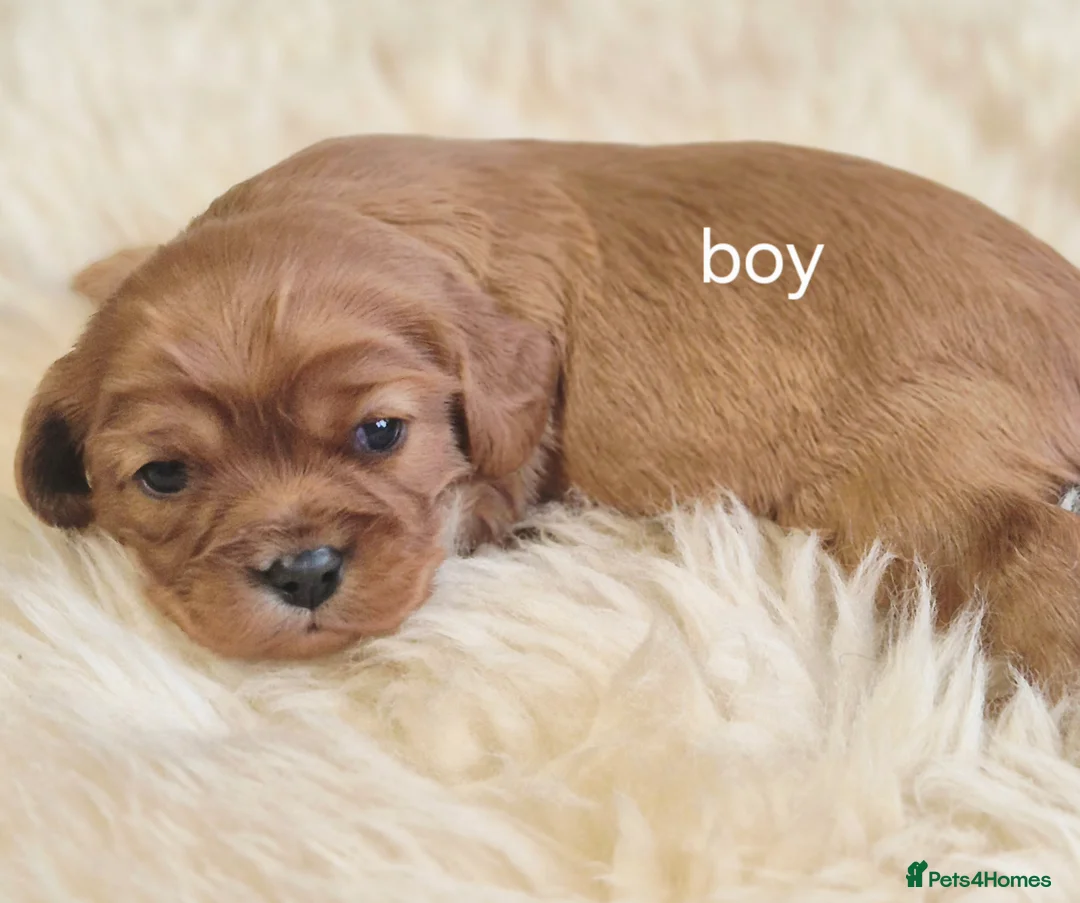 Cavalier King Charles Spaniel dogs for sale: Top quality Kc Reg CKC pups from champion lines - Advert 11