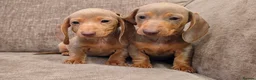 Miniature Dachshund dogs for sale: Isabella miniature dachshund puppies  - Advert 5
