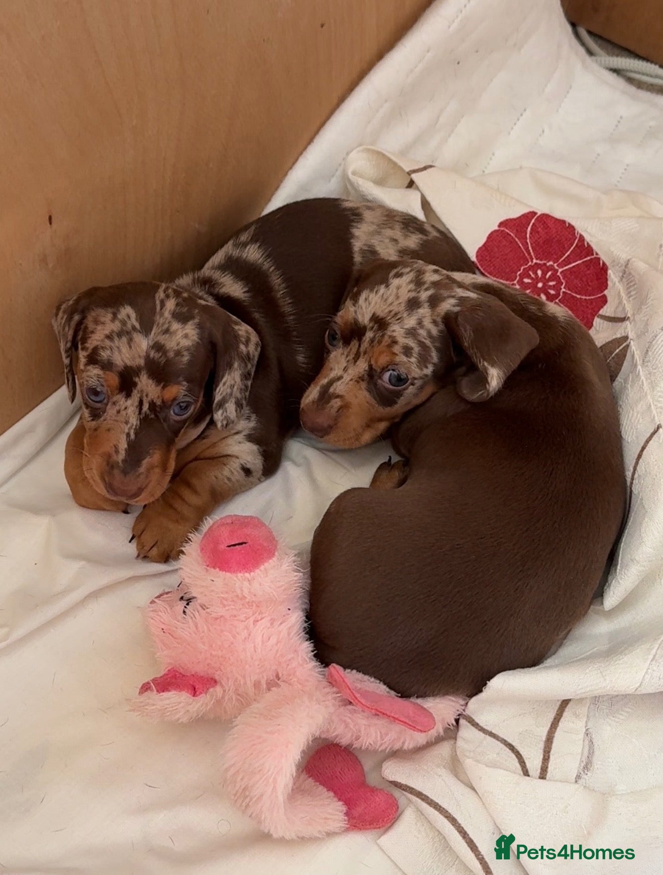 Miniature Dachshund dogs Gorgeous mini dachshund puppies 🩷 - Advert 3