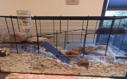 Gerbil rodents for sale: 3 female gerbils with tank, food, bedding etc - Advert 2