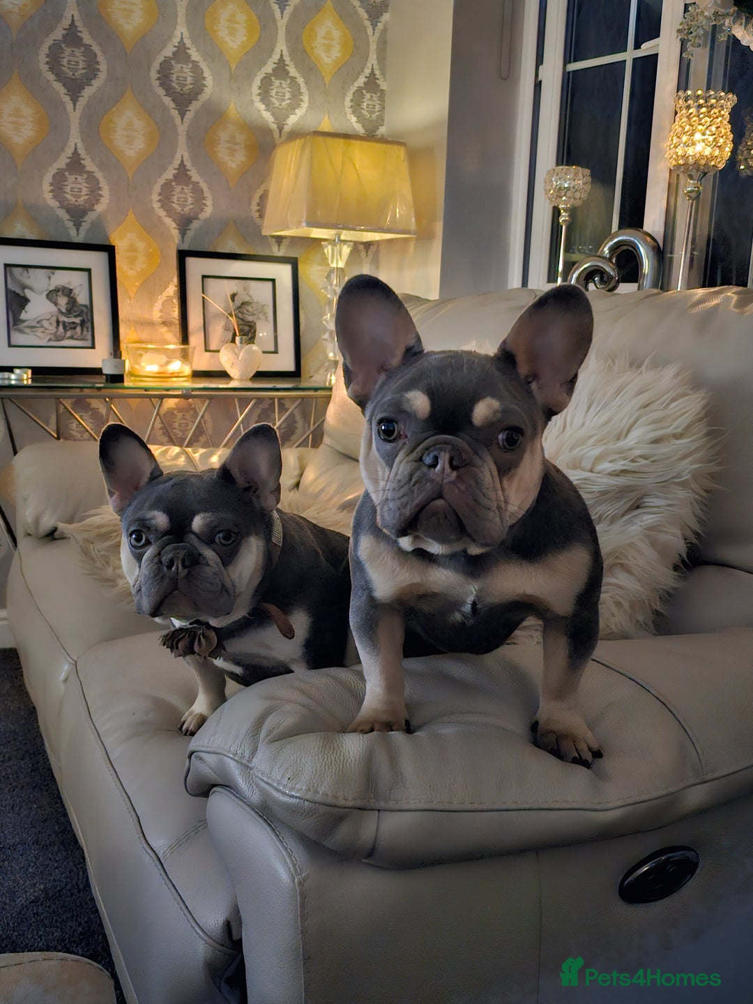 French Bulldog dogs for sale: French Bulldog Bitch KC Registered - 2 years old - Image 12