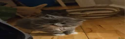 Mixed Breed cats for sale: Fluffy kitten - Advert 14