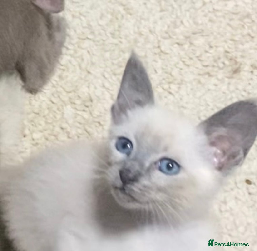 Mixed Breed cats for sale: Oriental/ Siamese  - Advert 19