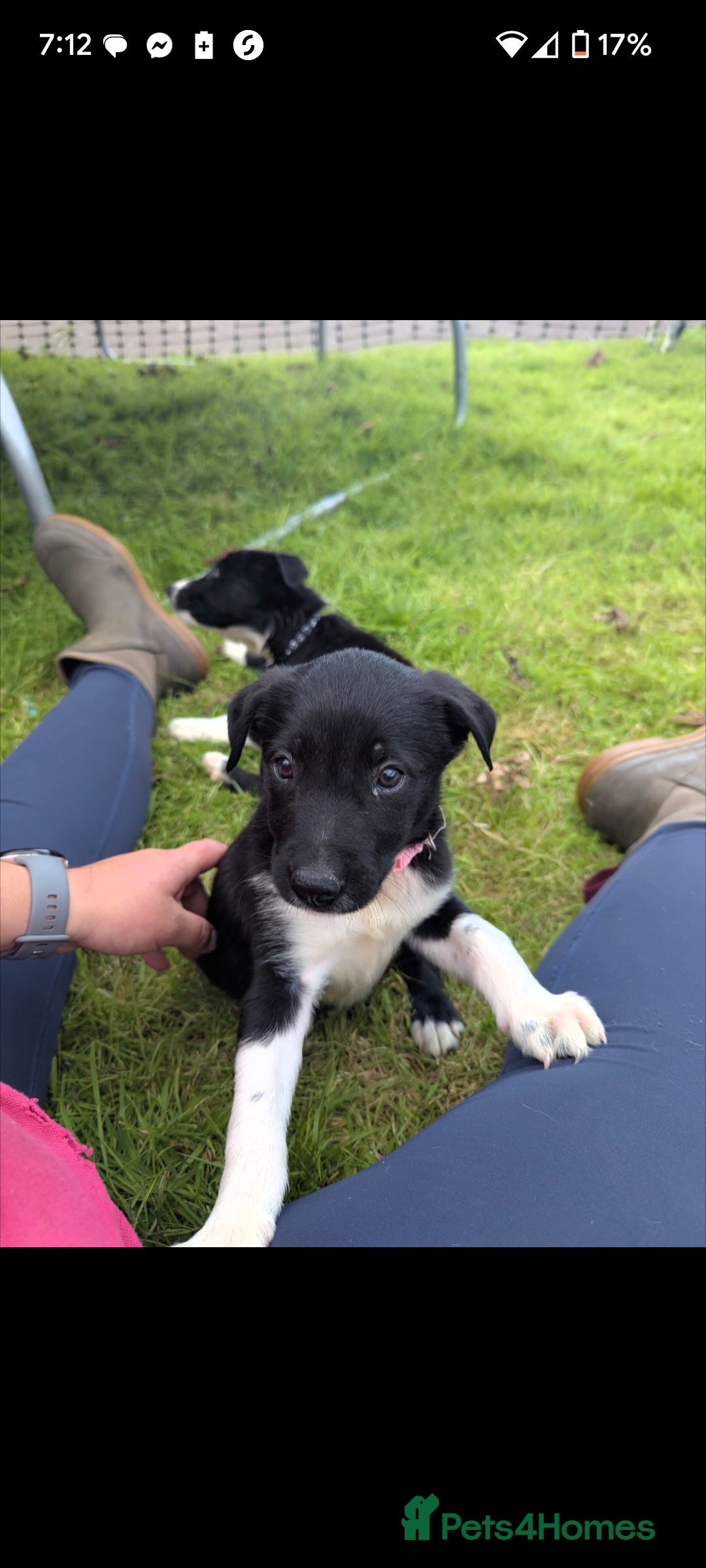 Border Collie dogs for sale: Border Collie puppies  - Image 6