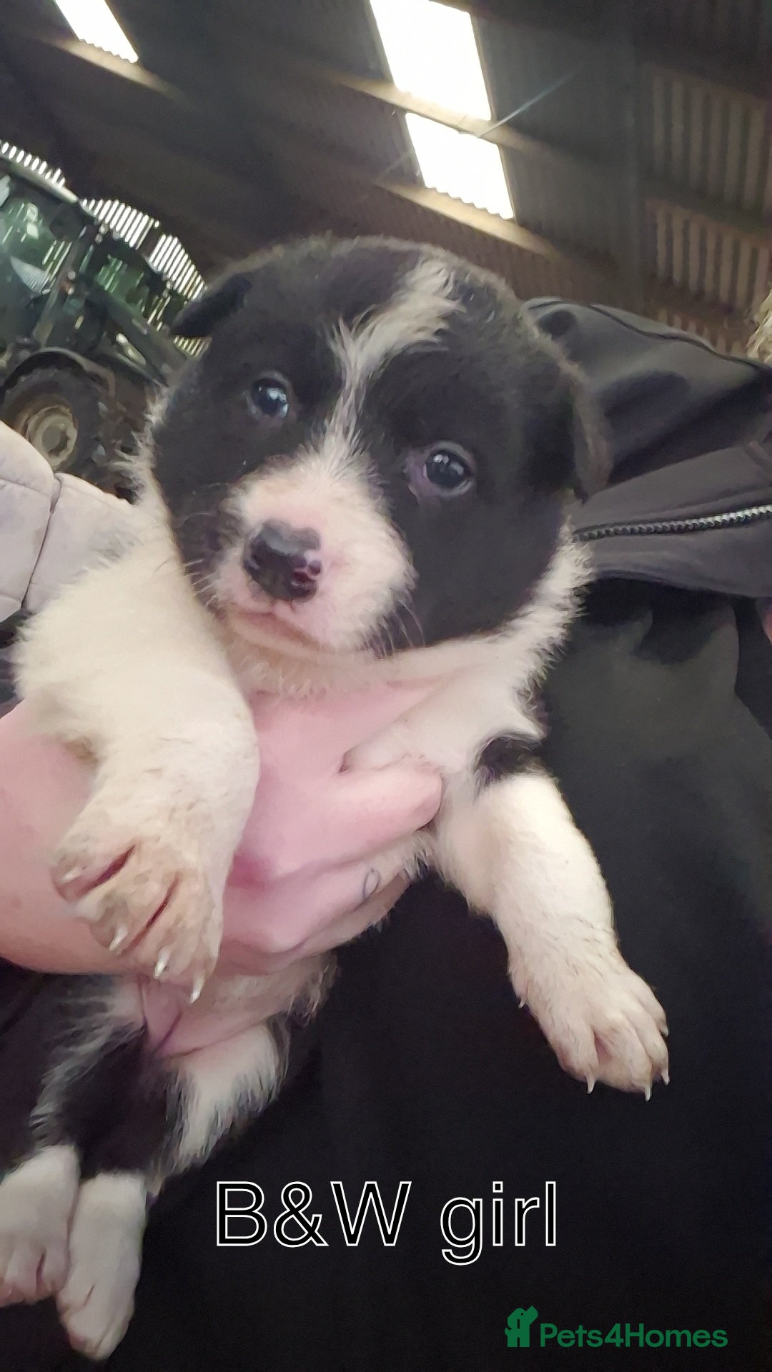 Border Collie dogs for sale: Collie Pups - Advert 3