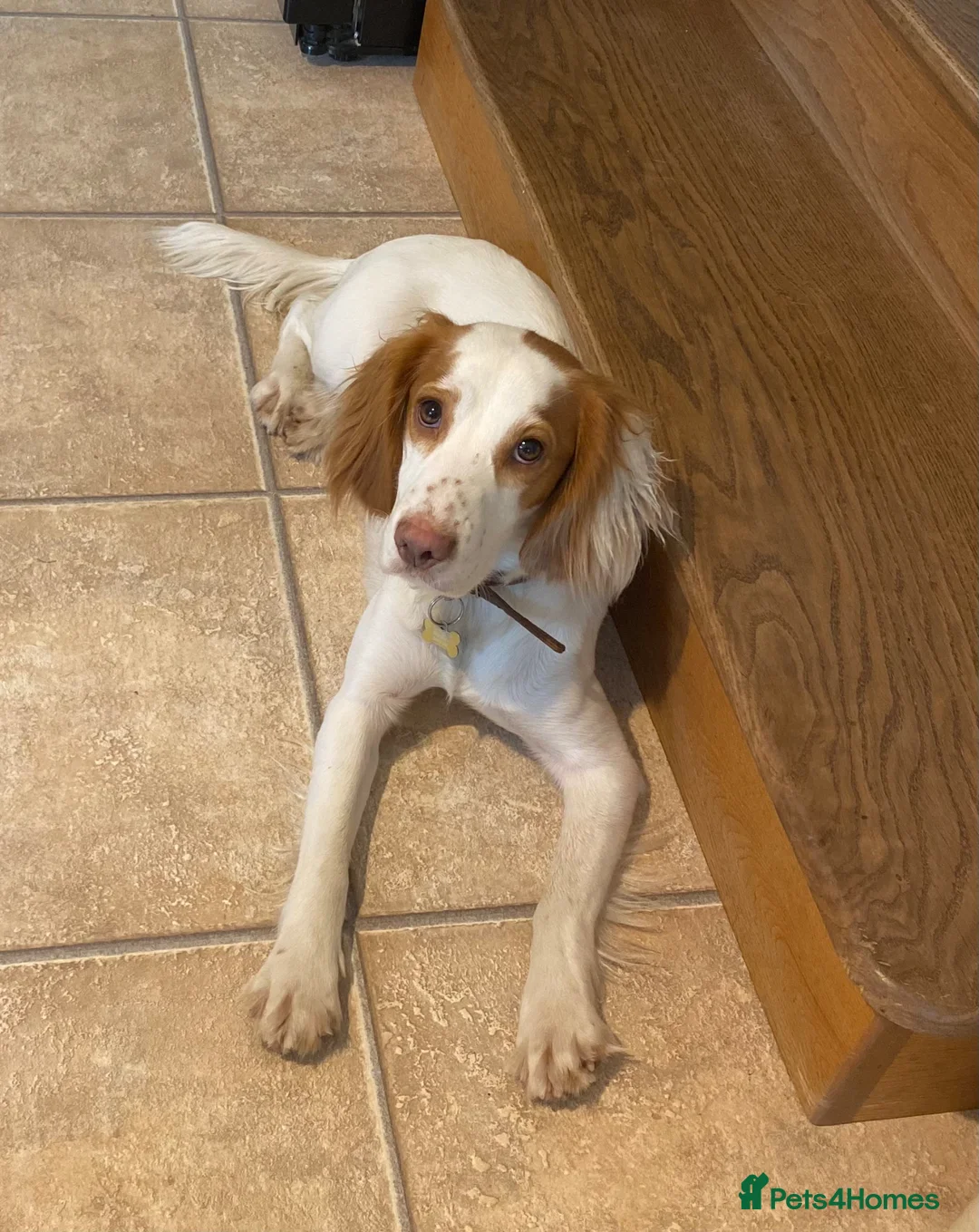 Cocker Spaniel dogs for sale: Sweet cocker spaniel lady - Advert 1