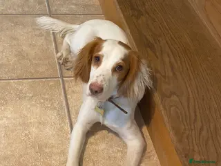 Cocker Spaniel dogs Sweet cocker spaniel lady - Advert 1