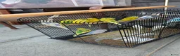 Budgerigars birds for sale: Healthy young budgies  in Liverpool - Advert 1
