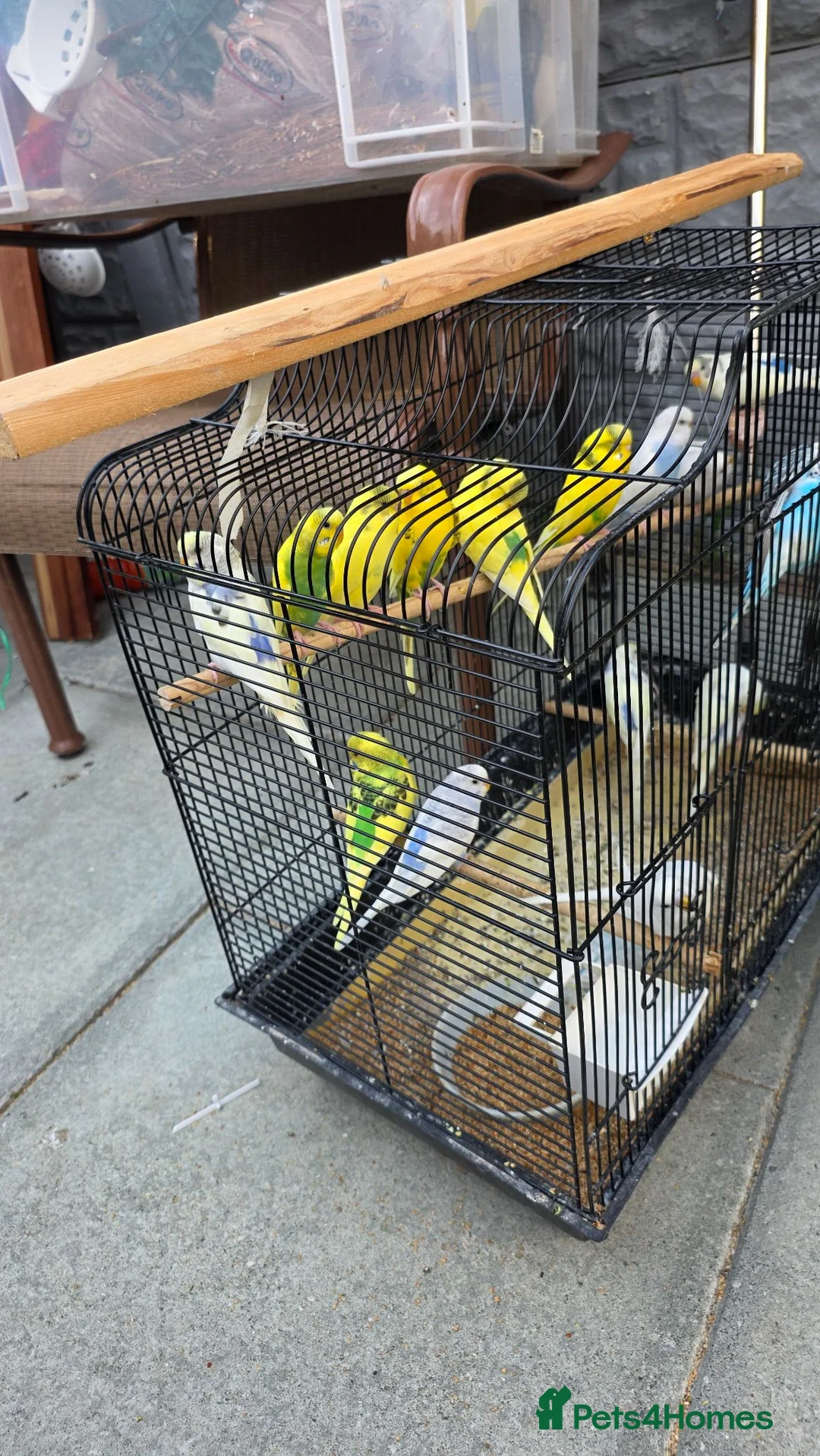 Budgerigars birds for sale: Healthy young budgies  in Liverpool - Advert 1