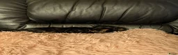 Chihuahua dogs for sale: Three small Yorkshire terriers for sale - Advert 17