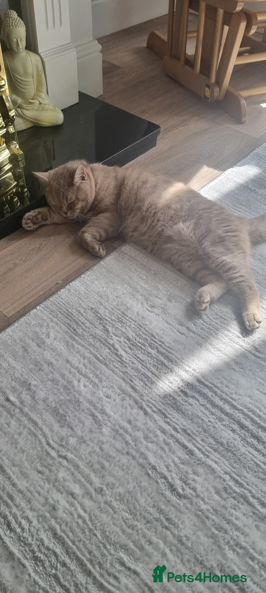 British Shorthair cats Male British short haired 1 year old  - Advert 2