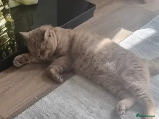 British Shorthair cats Male British short haired 1 year old - Advert 2