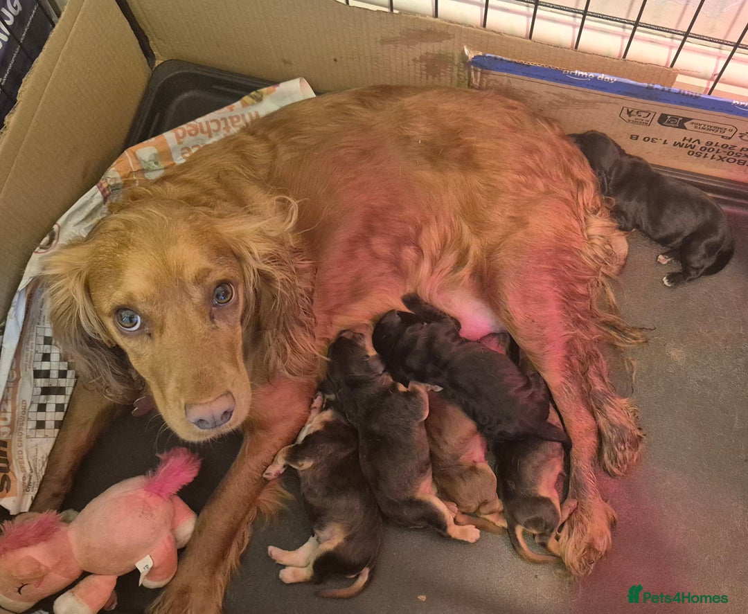 Cocker Spaniel dogs for sale: 2 male cocker spaniel  - Image 5