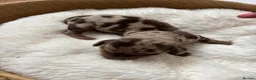 Miniature Dachshund dogs for sale: Stunning 5 star litter  in Abertillery - Advert 5