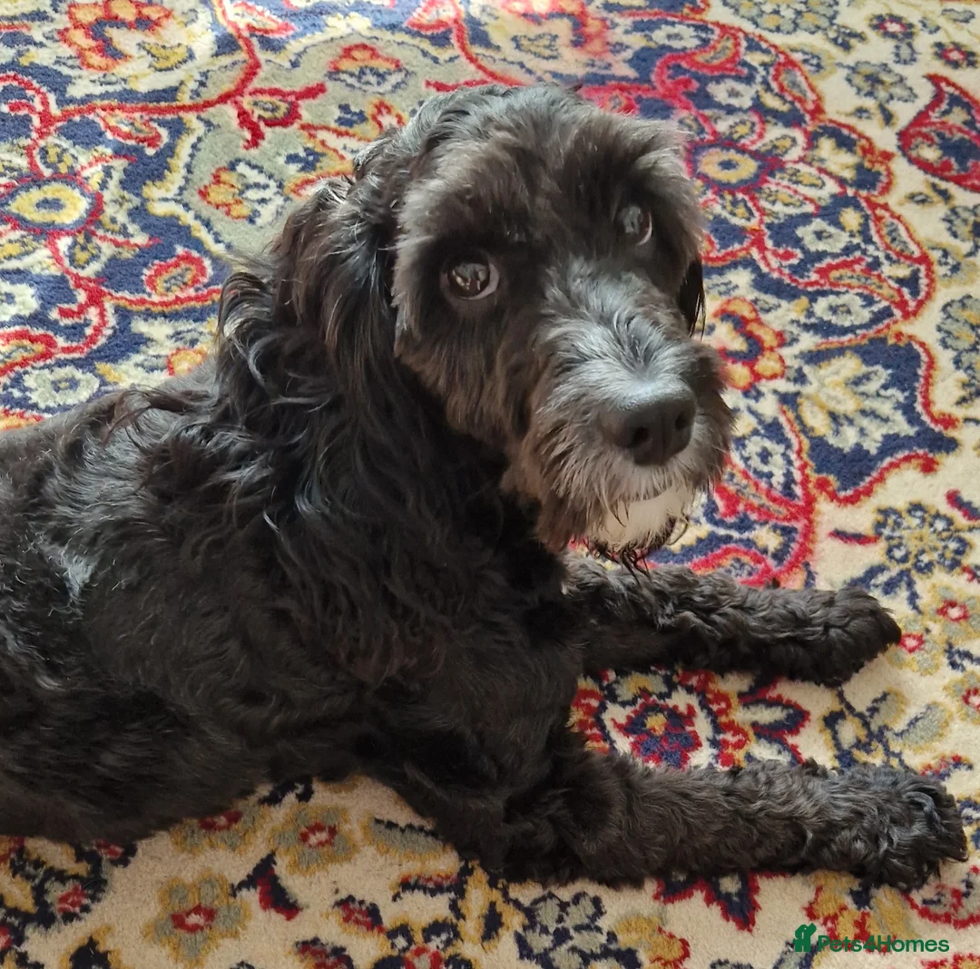 Cockapoo dogs for stud: PROVEN F1 Cockapoo for STUD in Canterbury - Advert 13