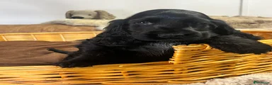 Cocker Spaniel 3